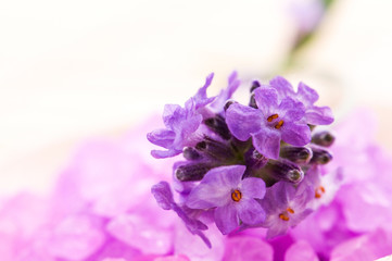 lavender flower and bath salt. spa and wellness