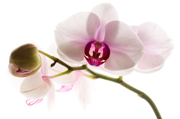 Obraz na płótnie Canvas White orchid on white