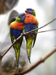 lorikeet