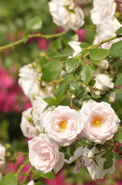 รูปภาพBuschrose – เลือกดูภาพถ่ายสต็อก เวกเตอร์ และวิดีโอ283 | Adobe Stock