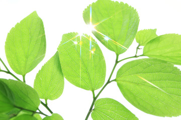 Naklejka premium 新緑と木漏れ日