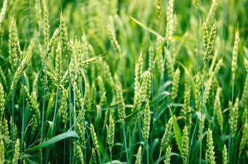 Wheat background