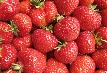 a lot of red strawberrieses