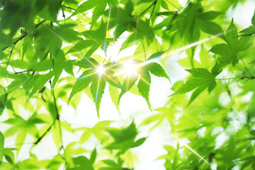 Fototapeta na wymiar Sunlight przez i konserwator zieleń