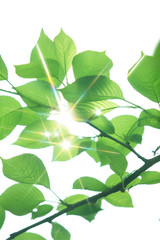 新緑と木漏れ日