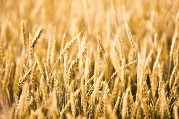 Fototapeta premium Wheat background