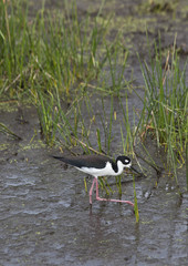Black necked stilt (Himantopus mexicanus)