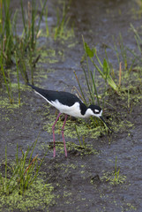 Black necked stilt (Himantopus mexicanus)