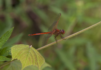Eastern Amberwing Dragonfly