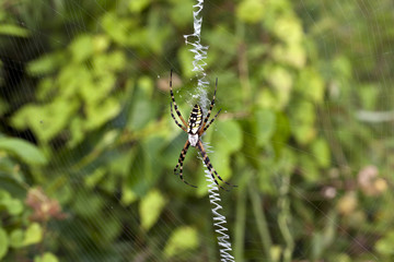 Black and Yellow Argiope spider