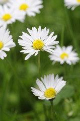 Obraz premium Gänseblümchen