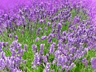 Naklejka premium lavender flowers