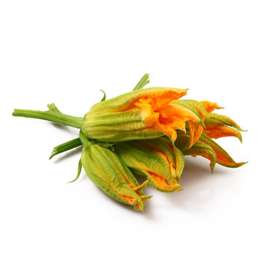 fiori di zucca freschi in fondo bianco