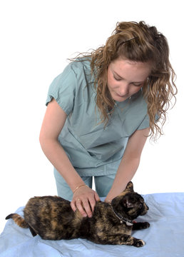 jeune vétérinaire soignant un chat
