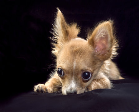 chihuahua puppy with large eyes and ears portrait