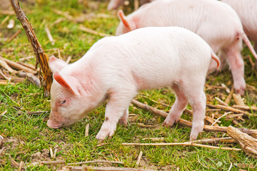 piglets