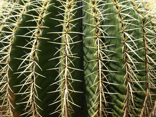 Detailbild eines Kaktus im Jardin de Ccactus auf Lanzaroe