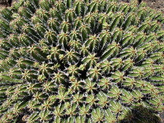 Naklejka na ściany i meble Kaktus im Jardin de Cactus in Guatiza auf Lanzarote