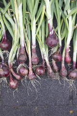Red Onions
