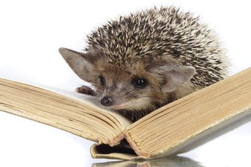 hedgehog on book © Chepko Danil