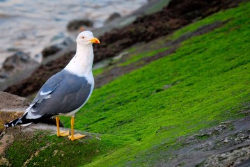 Gaivota