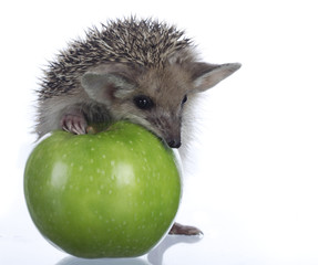 hedgehog and apple