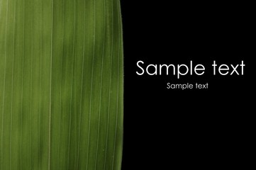 bamboo leaf