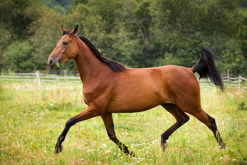Horse walking on grass field
