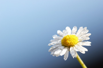 Gänseblümchen © Mirko