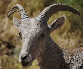 Bighorn Sheep