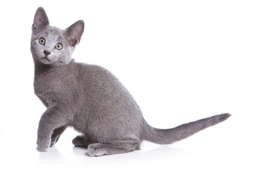 Russian blue kitten on white