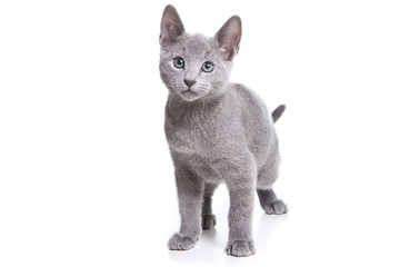 Fototapeta na wymiar Russian blue kitten on white