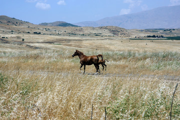 pair of horses in the field
