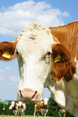 Neugierige Kuh auf der Weide - Cows
