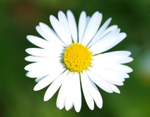 Fototapeta premium Daisy close-up