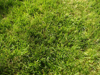 grass background