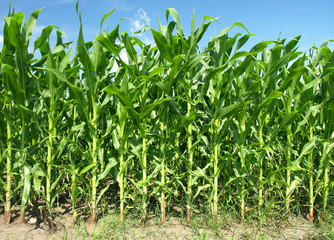 Naklejka premium Cornfield with Clouds on Bright Summer Day