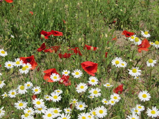 rot-weiss