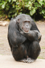 Chimpanzee