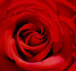 la rose rouge