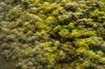 Algae Bubbles