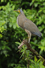 Costa Rica birds Tiger Heron