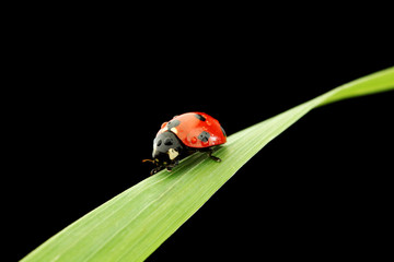ladybug isolated on black