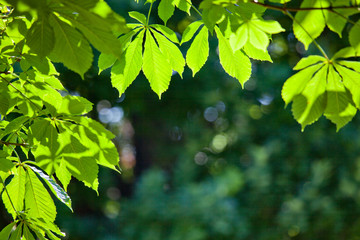 Fototapeta na wymiar jasne zielone liście