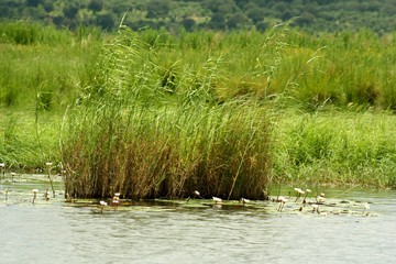 Chobe National Park