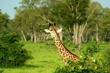 Giraffa
