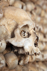 Human skull