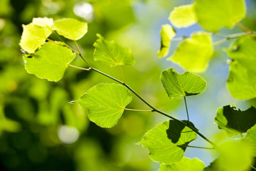 Fototapeta na wymiar bright green leaves