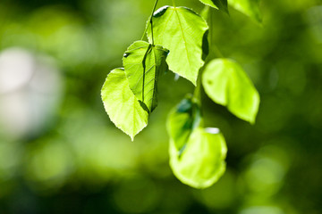 leaves in bright sun