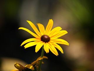 Yellow Flower